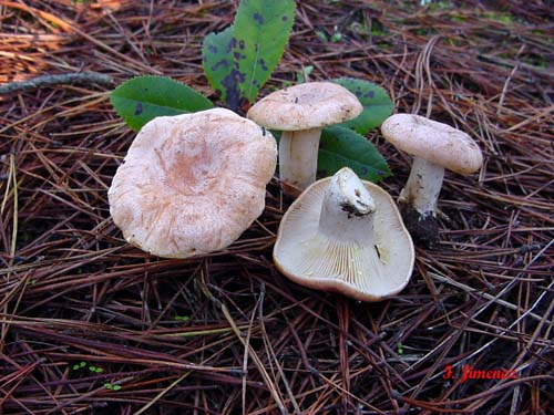 Lactarius chrysorheus